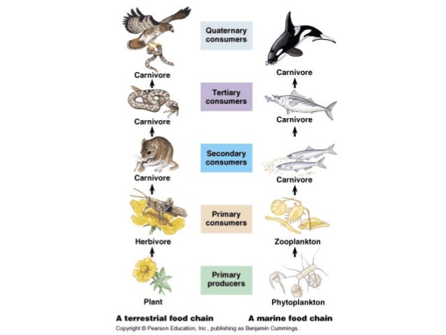 Ecosystem Described Very Attractively