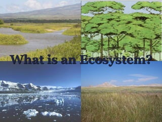 What is an Ecosystem? 
 