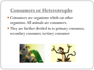 Ecosystem | PDF