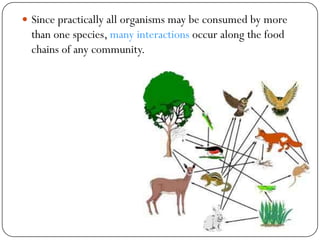 Primary Consumer: (always a herbivore) -feeds on plants (mice, grasshoppers,andrabbits in the web above)  