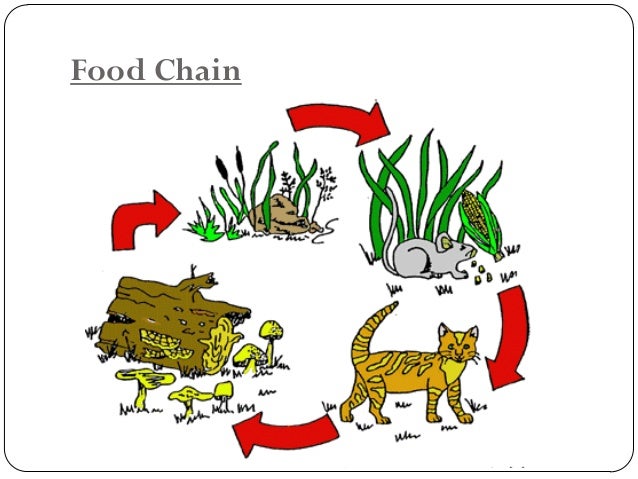 Ecosystem