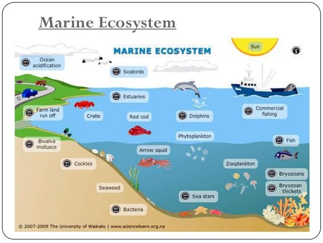 saltwater of fish examples Recommended