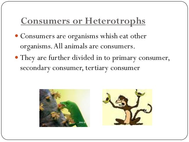 All Heterotrophs Must Eat Food To Get Energy All Heterotrophs Must Eat Food To Get Energy
