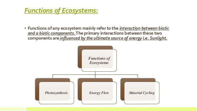 How Do Ecosystems Function | Ecosystem Functions – RWSN