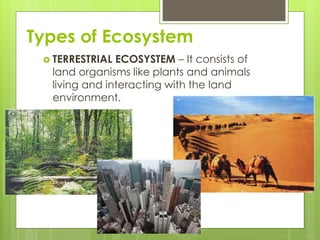 terrestrial ecosystem - definition, types, examples -... Ecosystem | PPTX