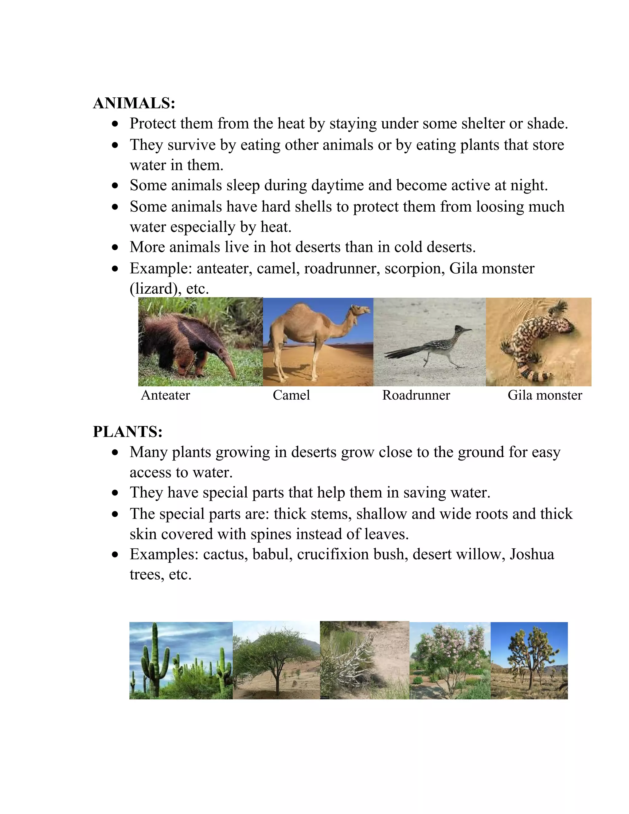 ANIMALS:
• Protect them from the heat by staying under some shelter or shade.
• They survive by eating other animals or by eating plants that store
water in them.
• Some animals sleep during daytime and become active at night.
• Some animals have hard shells to protect them from loosing much
water especially by heat.
• More animals live in hot deserts than in cold deserts.
• Example: anteater, camel, roadrunner, scorpion, Gila monster
(lizard), etc.
Anteater Camel Roadrunner Gila monster
PLANTS:
• Many plants growing in deserts grow close to the ground for easy
access to water.
• They have special parts that help them in saving water.
• The special parts are: thick stems, shallow and wide roots and thick
skin covered with spines instead of leaves.
• Examples: cactus, babul, crucifixion bush, desert willow, Joshua
trees, etc.
 