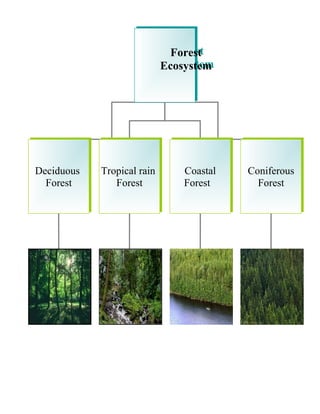 Forest
Ecosystem
Forest
Ecosystem
Deciduous
Forest
Deciduous
Forest
Tropical rain
Forest
Tropical rain
Forest
Coastal
Forest
Coastal
Forest
Coniferous
Forest
Coniferous
Forest
 
