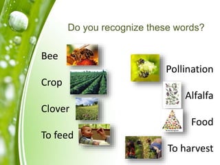 Do you recognize these words?
Bee
Pollination
Crop
Alfalfa
Clover
Food
To feed
To harvest
 