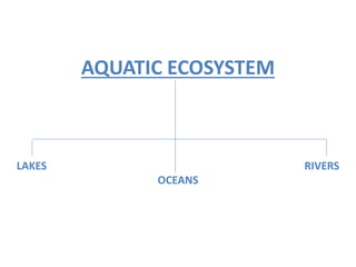 AQUATIC ECOSYSTEM
LAKES RIVERS
OCEANS
 