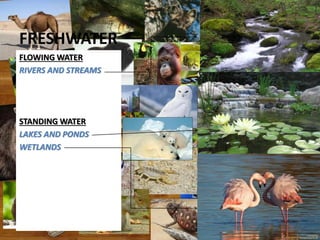 FRESHWATER
FLOWING WATER
RIVERS AND STREAMS
STANDING WATER
LAKES AND PONDS
WETLANDS
 