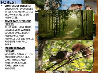 FOREST
• CONIFEROUS FORESTS:
COLD AREAS, EVERGREEN
TREES AND ANIMALS LIKE
BROWN BEARS, DEERS,
AND FOXES.
• TEMPERATE DECIDIOUS
FORETS:
TREES WICH LOSE THEIR
LEAVES EVERY WINTER,
SUCH AS OAKS, BEECH
AND MAPLE AND
ANIMALS LIKE SQUIRRELS,
RODENTS AND WILD
BOAR
• MEDITERRANEAN
FORESTS:
SUERDING AREAS OF THE
MEDITERRANEAN SEA.
OAKS, THYME AND
ROSEMARY. EAGLES,
FOXES, LYNX AND
RODENTS.
 