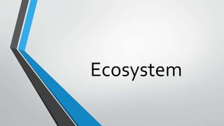 Ecosystem
 