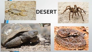DESERT
 