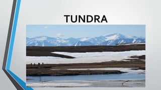 TUNDRA
 