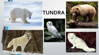 TUNDRA
 