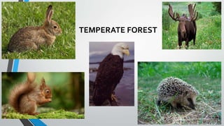 TEMPERATE FOREST
 