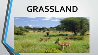 GRASSLAND
 