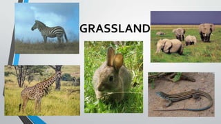 GRASSLAND
 