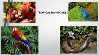 TROPICAL RAINFOREST
 