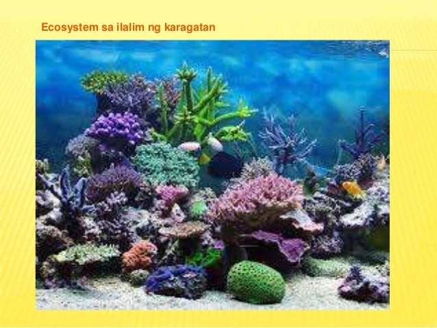 ano ang sanhi ng pagkasira ng kapaligiran Kalagayan ng kapaligiran grade 4 – smn gng leth m marco ssc •natutukoy ang epekto ng pagkasira ng mga likas yaman ng bansa. ano ang sanhi ng pagkasira ng kapaligiran Kalagayan ng kapaligiran grade 4 – smn gng leth m marco ssc •natutukoy ang epekto ng pagkasira ng mga likas yaman ng bansa.