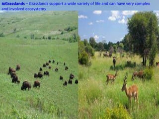 ₪Grasslands – Grasslands support a wide variety of life and can have very complex
and involved ecosystems
 