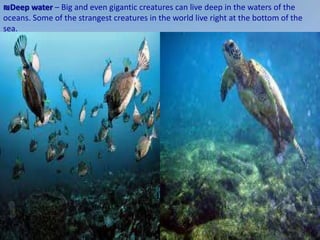 ₪Deep water – Big and even gigantic creatures can live deep in the waters of the
oceans. Some of the strangest creatures in the world live right at the bottom of the
sea.
 
