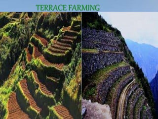 TERRACE FARMING
 