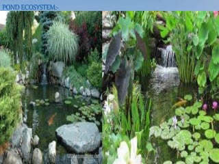 POND ECOSYSTEM:-
 