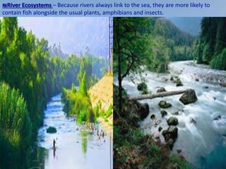 ₪River Ecosystems – Because rivers always link to the sea, they are more likely to
contain fish alongside the usual plants, amphibians and insects.
 