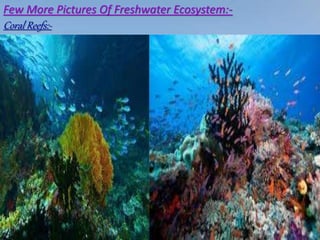 Few More Pictures Of Freshwater Ecosystem:-
Coral Reefs:-
 