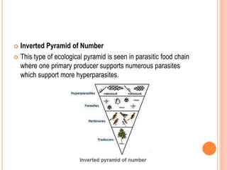  Inverted Pyramid of Number
 This type of ecological pyramid is seen in parasitic food chain
where one primary producer supports numerous parasites
which support more hyperparasites.
 