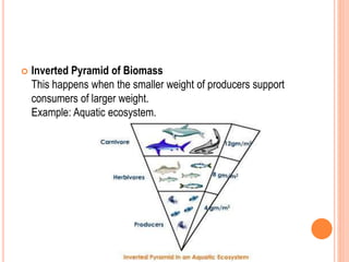  Inverted Pyramid of Biomass
This happens when the smaller weight of producers support
consumers of larger weight.
Example: Aquatic ecosystem.
 
