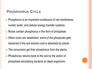 PHOSPHORUS CYCLE
 Phosphorus is an important constituent of cell membranes,
nucleic acids, and cellular energy transfer systems.
 Rocks contain phosphorus in the form of phosphate.
 When rocks are weathered, some of the phosphate gets
dissolved in the soil solution and is absorbed by plants.
 The consumers get their phosphorus from the plants.
 Phosphorus returns back to the soil by the action of
phosphate-solubilising bacteria on dead organisms
 