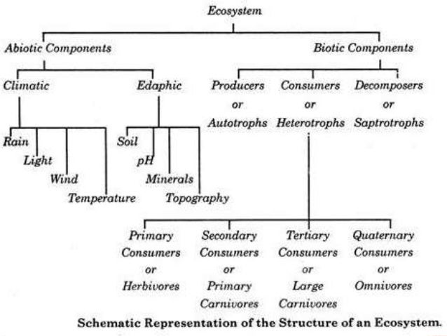 Components Of Ecosystem Flow Chart