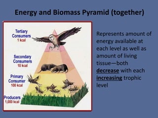 Represents amount of
energy available at
each level as well as
amount of living
tissue—both
decrease with each
increasing trophic
level
Energy and Biomass Pyramid (together)
 