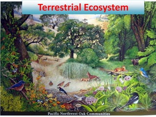 Terrestrial Ecosystem
 