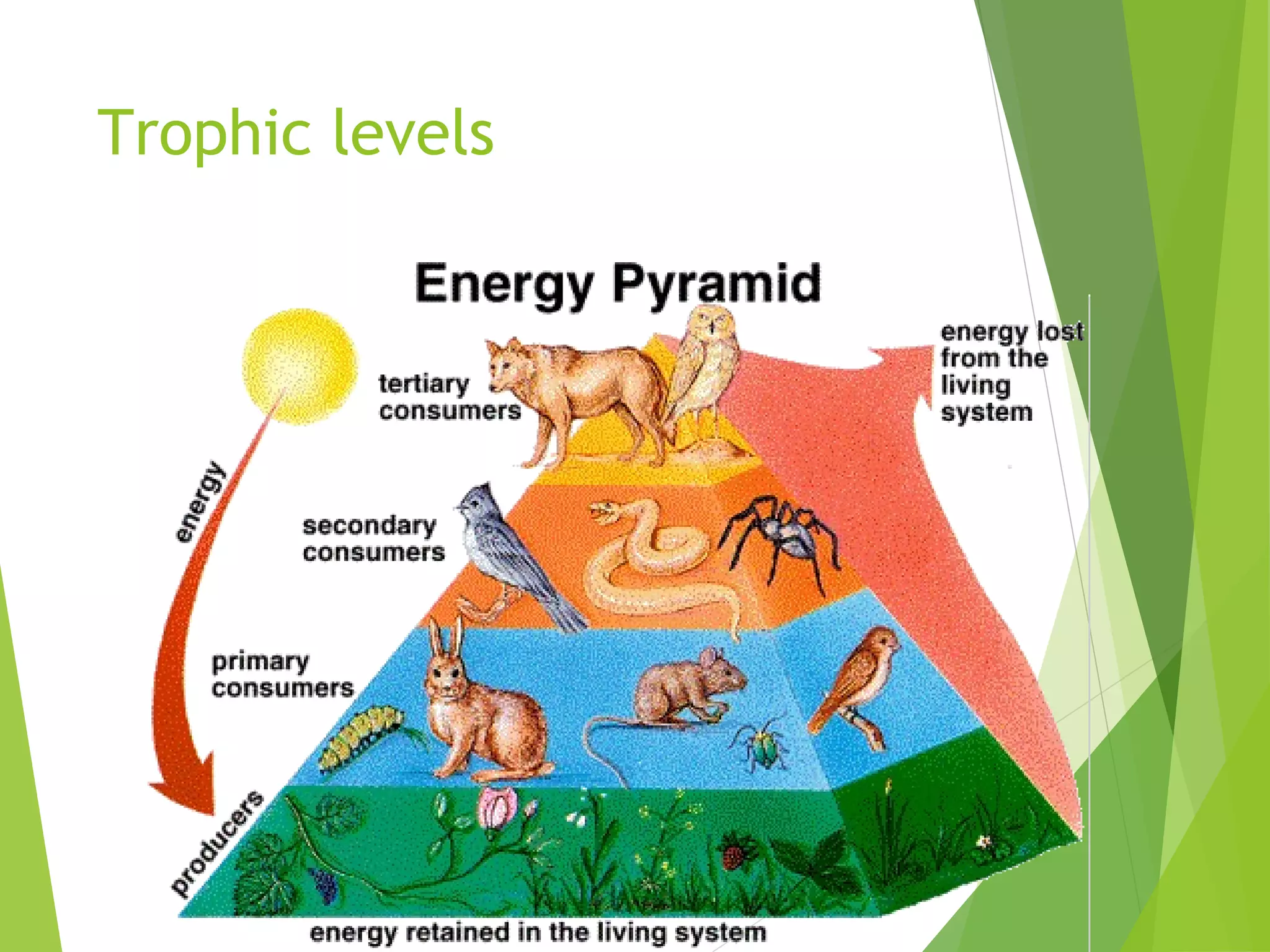 Trophic levels
 