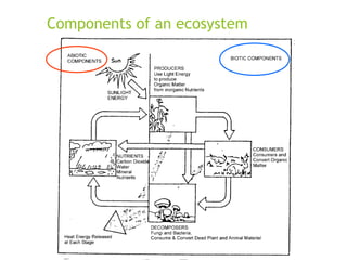 Components of an ecosystem
 