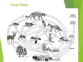 Food Webs
 