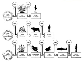 Trophic Level
(Food
Pyramid)
 