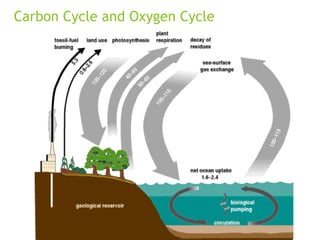 Carbon Cycle and Oxygen Cycle
 