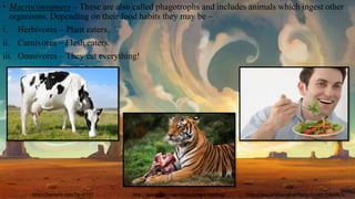 • Macroconsumers – These are also called phagotrophs and includes animals which ingest other
organisms. Depending on their food habits they may be –
i. Herbivores – Plant eaters.
ii. Carnivores – Flesh eaters.
iii. Omnivores – They eat everything!
http://bomets.com/?p=2707 http://www.tigers-world.com/tiger-feeding/ http://ww.sanjivanipharmacy.co.uk/c/b9a987a
 
