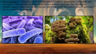 • Microconsumers – These are also called decomposers, reduces, saprotrophs, osmotrophs and
scavengers. These include microorganisms such as bacteria and fungi. They breakdown
complex organic compounds of dead organic matter and absorb the required amount and make
the rest available for producers.
https://www.q-files.com/life/micro-organisms/bacteria/ http://permaculturenews.org/2016/02/11/fungi/
 