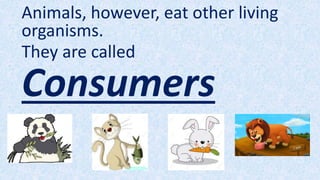 Animals, however, eat other living
organisms.
They are called
Consumers