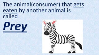 The animal(consumer) that gets
eaten by another animal is
called
Prey
