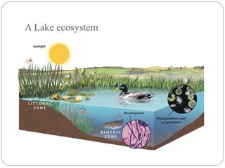 A Lake ecosystem
 