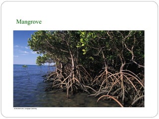 Mangrove
 