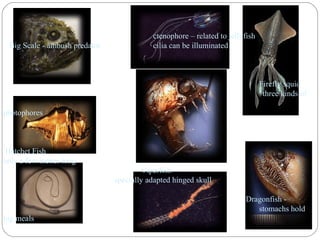 ctenophore – related to jellyfish
Big Scale - ambush predator cilia can be illuminated
Firefly squid
three kinds of
photophores
Hatchet Fish
only a few inches long
Viperfish
specially adapted hinged skull
Dragonfish -
stomachs hold
big meals
 