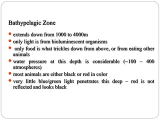 Bathypelagic ZoneBathypelagic Zone
extends down from 1000 to 4000mextends down from 1000 to 4000m
only light is from bioluminescent organismsonly light is from bioluminescent organisms
 only food is what trickles down from above, or from eating otheronly food is what trickles down from above, or from eating other
animalsanimals
water pressure at this depth is considerable (~100 – 400water pressure at this depth is considerable (~100 – 400
atmospheres)atmospheres)
most animals are either black or red in colormost animals are either black or red in color
very little blue/green light penetrates this deep – red is notvery little blue/green light penetrates this deep – red is not
reflected and looks blackreflected and looks black
 