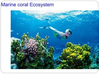Marine coral Ecosystem
 